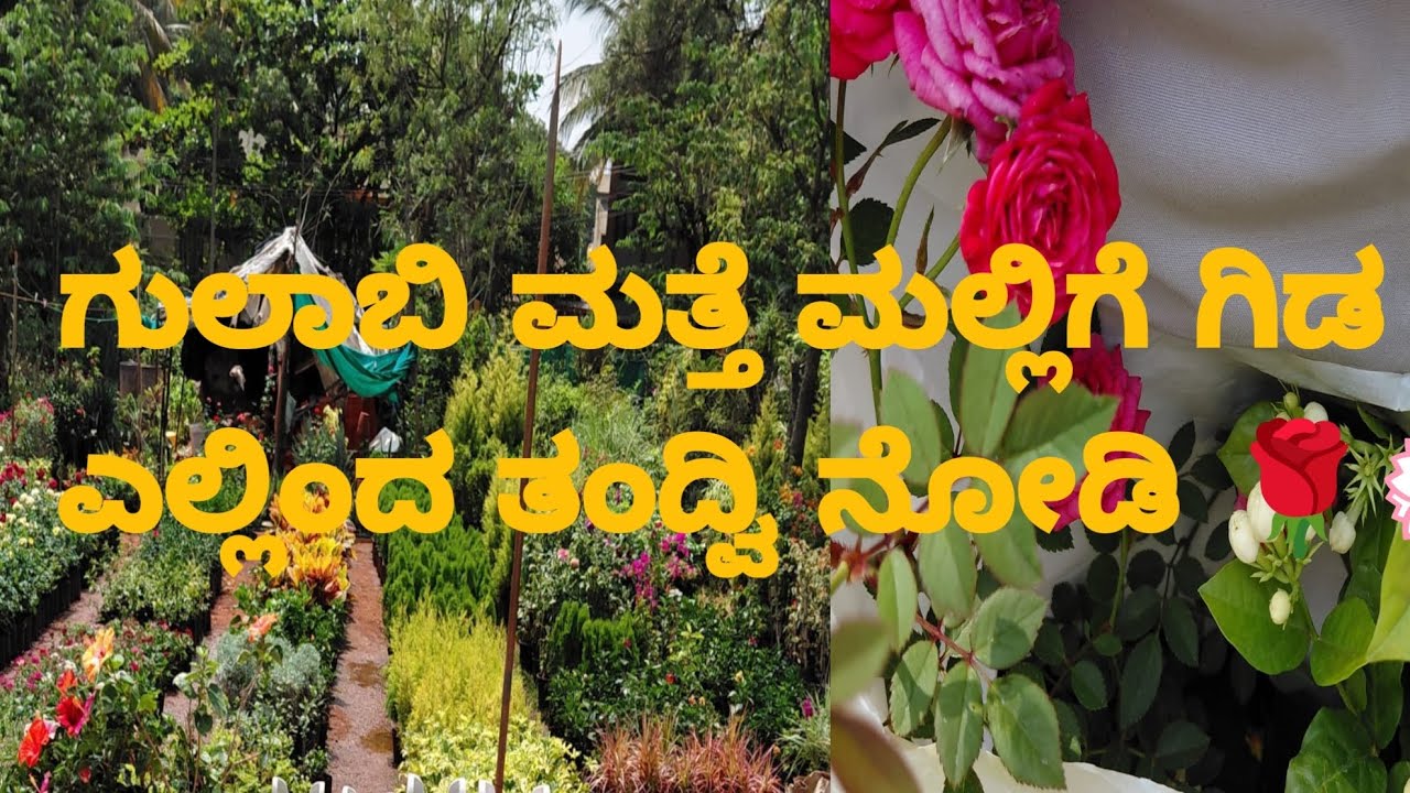 ಎಲ್ಲಿಂದ ತಂದ್ವಿ ಗೊತ್ತಾ 🌹ಏನ್ ಹಾಕಿದ್ವಿ ನೋಡಿ 🤔ಗಿಡಕ್ಕೆ 