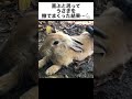 喜ぶと思って、ウサギを撫でまくった結果…