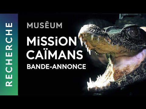 Bande-annonce | Web-série "Mission caïmans"