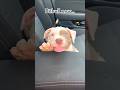 What do you think about pitbull? 🐕 #pitbull #doglover #shortvideos