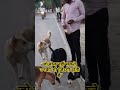 Have you ever looked into his eyes?”🥺💯#BezubaanJeev#KindDog#HeartTouching#humanity#shorts#viralvideo