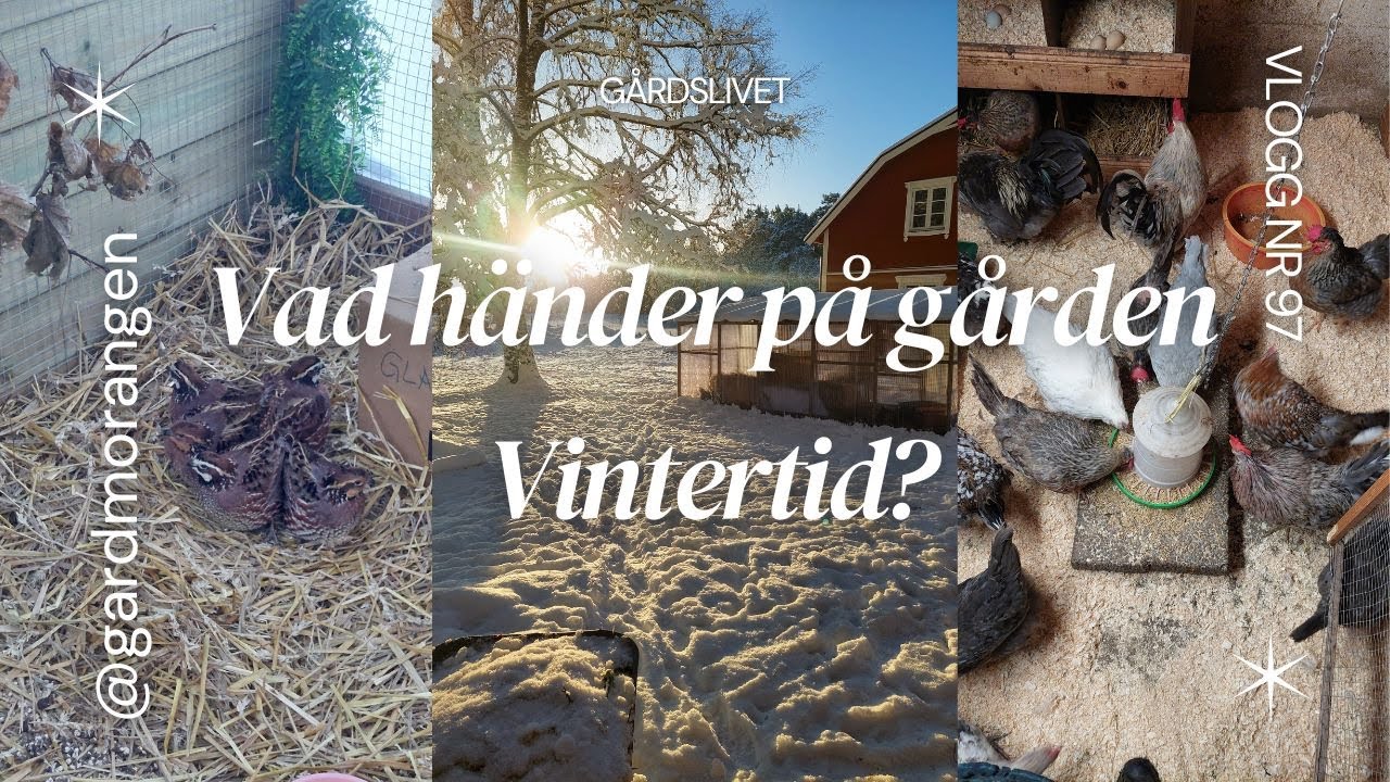 Vad händer på gården vintertid - Vlogg 97