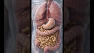 Realistic 3D Medical Animation: Human Digestion Process with Ascaris Worms (Educational Video #body