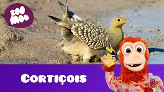 que barulho é esse (Cortiçois)