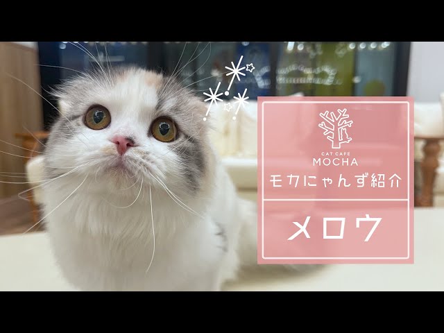 MORTEX ごねこ モーゼス（ブラック）
