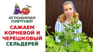 САЖАЕМ КОРНЕВОЙ И ЧЕРЕШКОВЫЙ СЕЛЬДЕРЕЙ