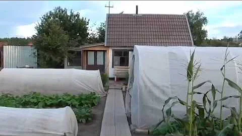 У меня поселился сверчок! Что делать, выгонять или приютить?