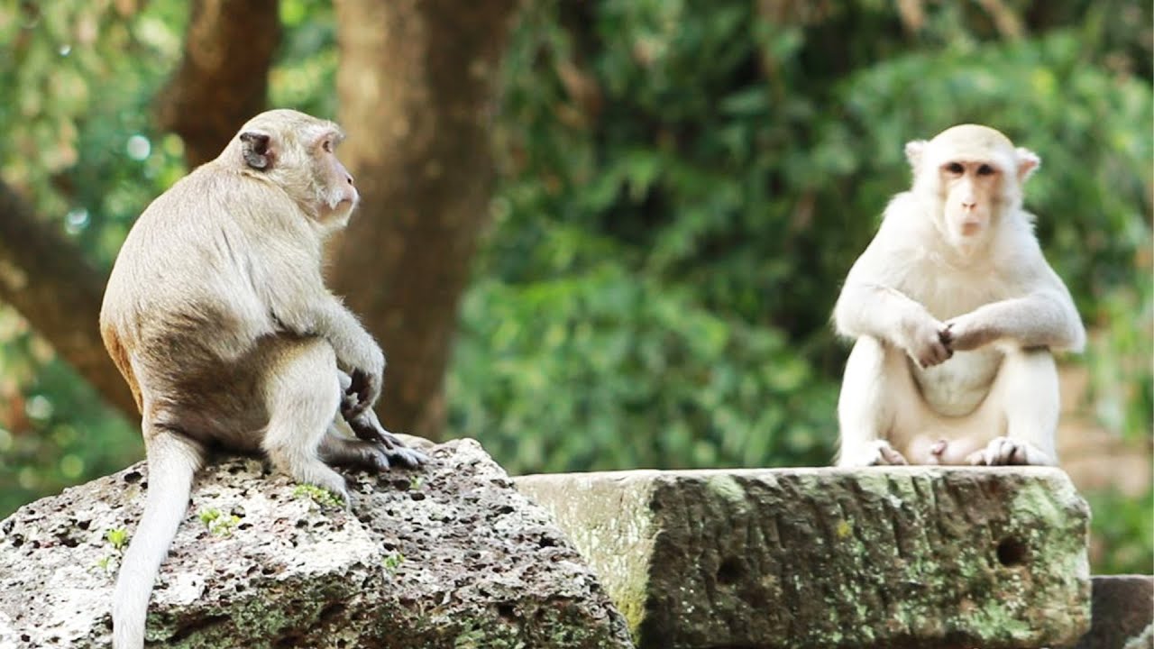 Monkey Blacky And Monkey Obey Monkey I MA-D.37