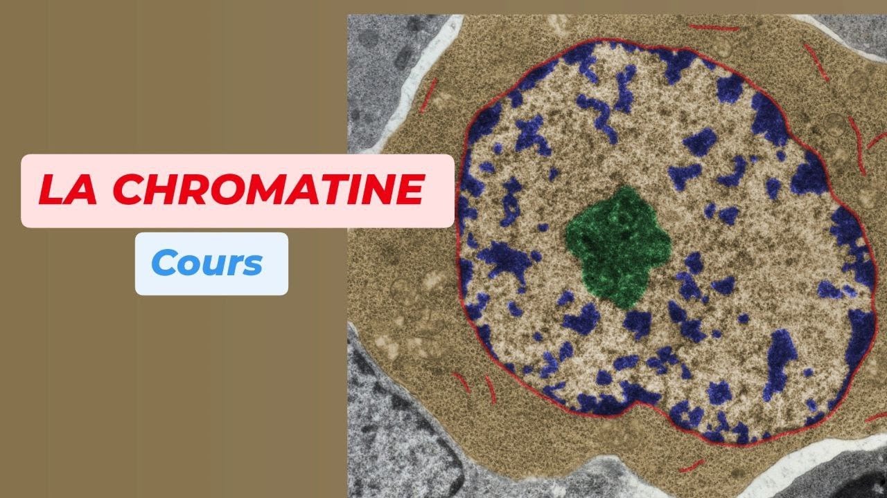 LA CHROMATINE