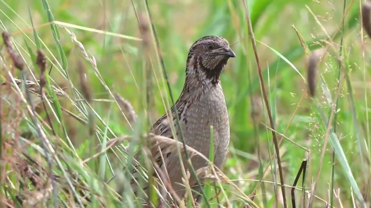 The Fighter | Common Quail Sound | In Jungle | Quail Sound | HD Video