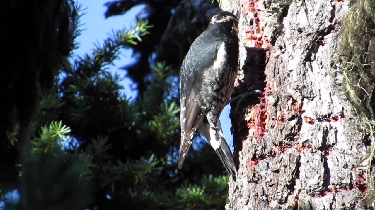 Williamson's Sapsucker