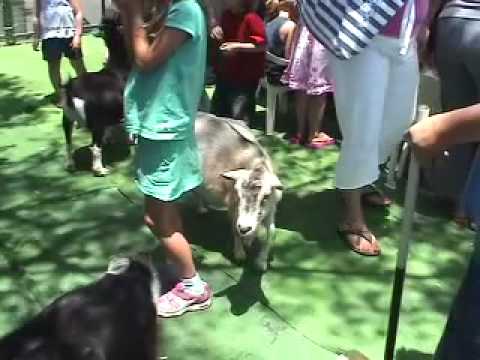 Studio City Farmers Market - Petting Zoo (Live Act...