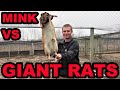 Mink and Dogs Clean Up GIANT Rat Infestation!