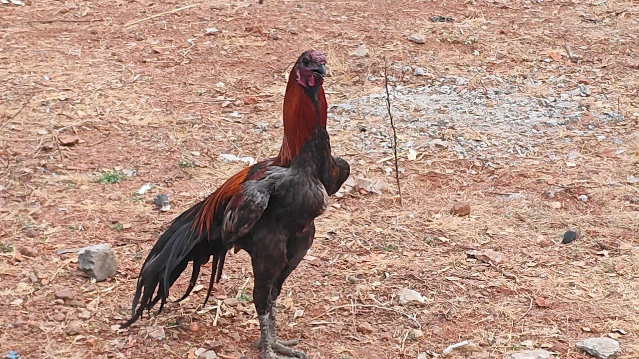 Aasel murga farming feeding details.poultry farming feeding details 