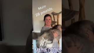 Maine Coon Cats:Small 12 pound Female to Extra Large 32 pound Male #mainecoon  #luxurylifestyle