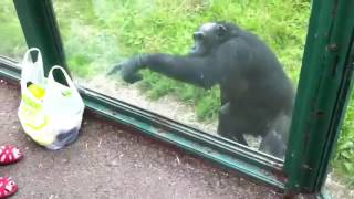 Умный шимпанзе просит воды
