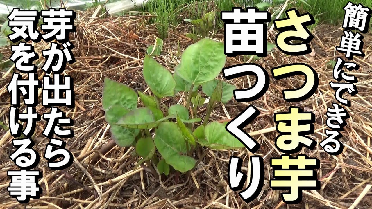 【自然農】家庭菜園でできる「さつま芋苗つくり」発芽したら気を付ける事 2023年4月21日【natural farming】