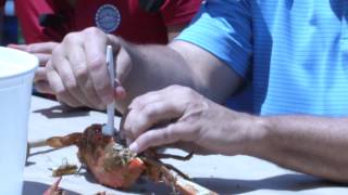 Crabs 101: Cal Gives a 'How To' on Eating Maryland Crabs