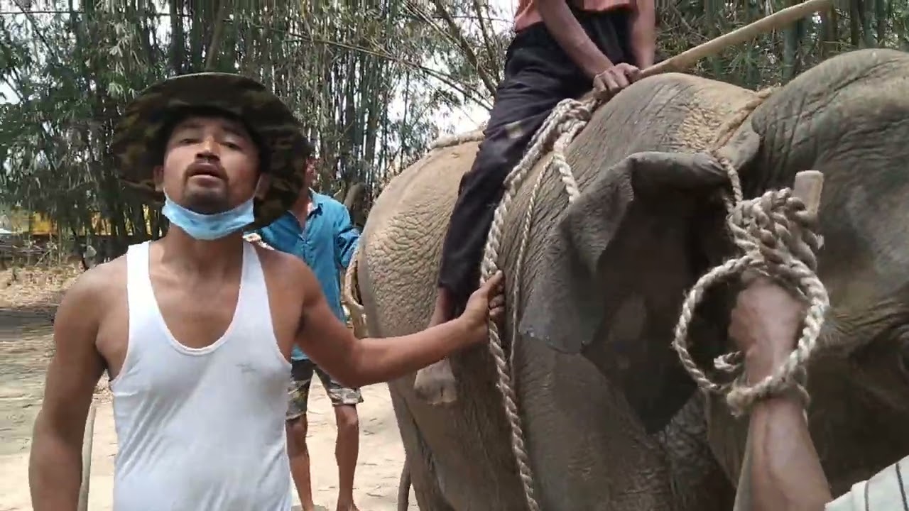 Last day after training (Elephant part 4)