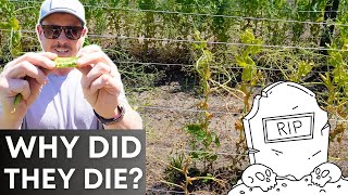 WHY DO MY GARDEN PEAS ALWAYS DIE?! by Lazy Dog Farm 8,546 views 3 weeks ago 8 minutes, 12 seconds