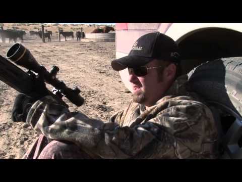 Pigmantv.com Howa Rifle Promos - Hog Hunting Kill ...