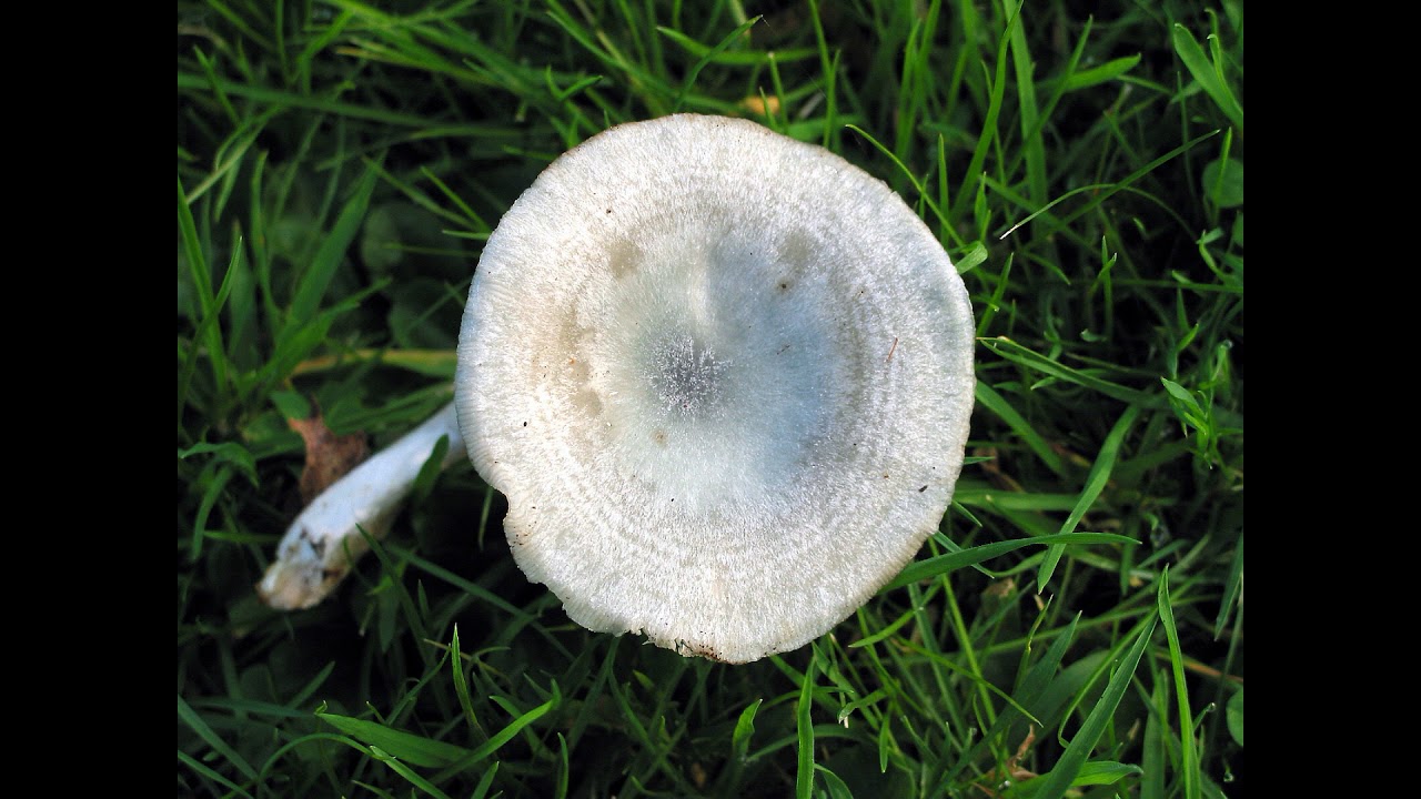 Clitocybe odora