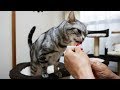 お返事は「わん!」猫にNewちゅ~る