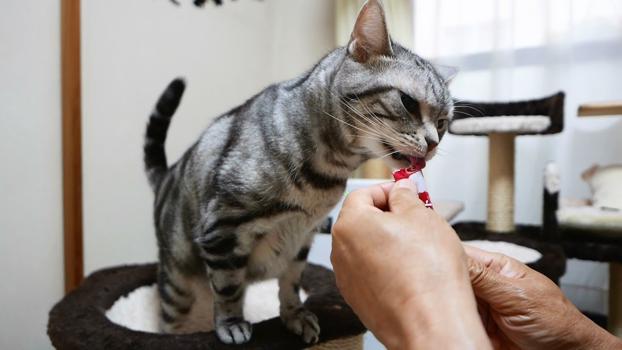 お返事は「わん!」猫にNewちゅ~る
