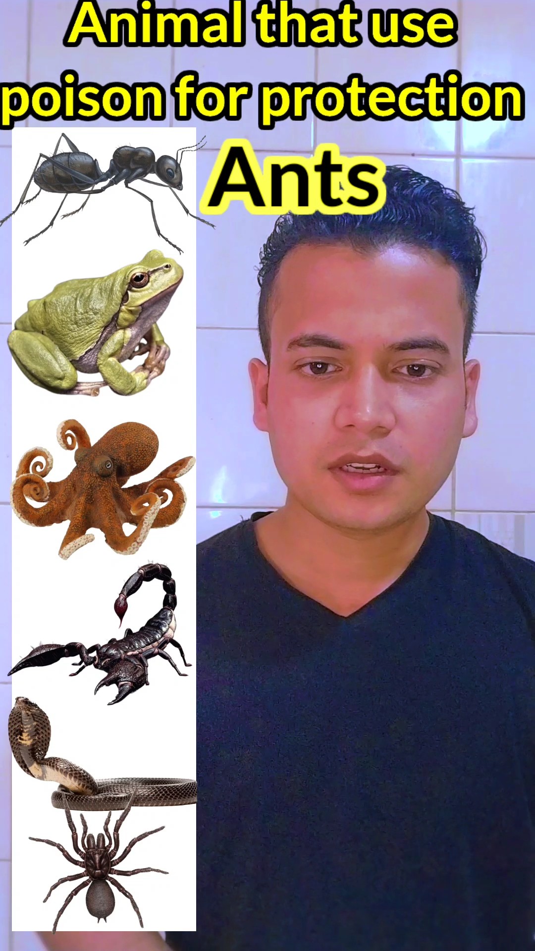 Animals That Use Poison For Protection YouTube Animals That Use Poison For Protection YouTube