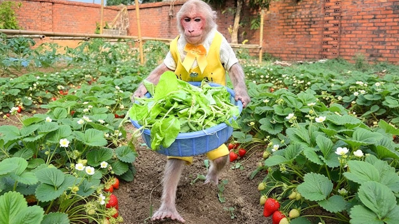🍠 So Helpful! Bibi Harvests Vegetables and Sweet Potatoes to Help Dad