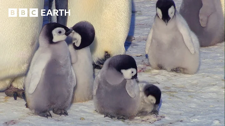 Exploring the Adorable World of Baby Animals | BBC Earth Kids thumbnail