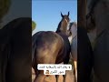 لابلاك الله بالسعاية قصد ديور للكبار  الخيول العربية الاصيلة خيل