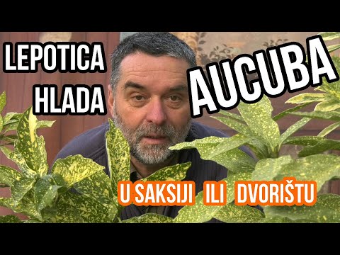 Video: Aucuba Japonica: obrezivanje japanske biljke Aucuba