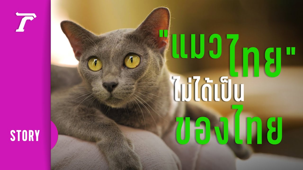 แมวไทยโบราณ ผจญชีวิต 500 ปี กับความเป็นมงคลตั้งแต่โบราณ | Thairath Story -  Youtube