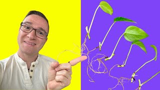 Pothos Propagation:  Easiest way to a FULL PLANT from SCRATCH! by Ohio Tropics Houseplant Care 68,236 views 2 years ago 9 minutes, 2 seconds