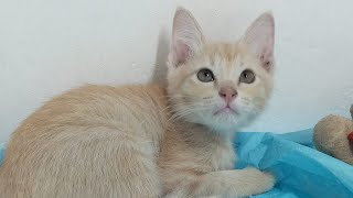 Time Machine Cats !!!! Longest Daily Cat's Story