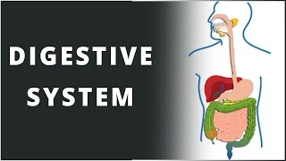 Digestive System | Nutrition in Human Beings | Biology | Science | LetsTute