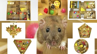 Crazy Seven Mazes for My Rats by Simple Method 5,260 views 4 years ago 5 minutes, 8 seconds