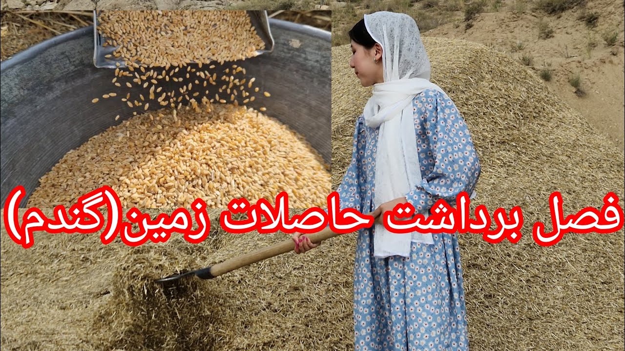تریشل گندم در جاغوری، وقتی دانه ها از خوشه جدا می شود 🌾