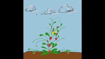 Spring Inspired Inspiration. Beginner animation art in Adobe Fresco