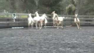 Equivale's 08 Palomino Warmbloods