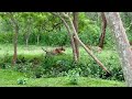 Rare Tiger Hunt in Kabini | Once-in-a-Lifetime Safari at Nagarhole National Park