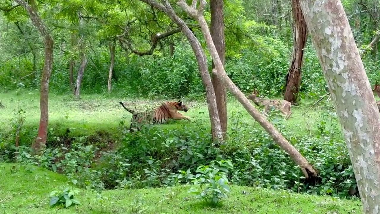 Rare Tiger Hunt in Kabini | Once-in-a-Lifetime Safari at Nagarhole National Park