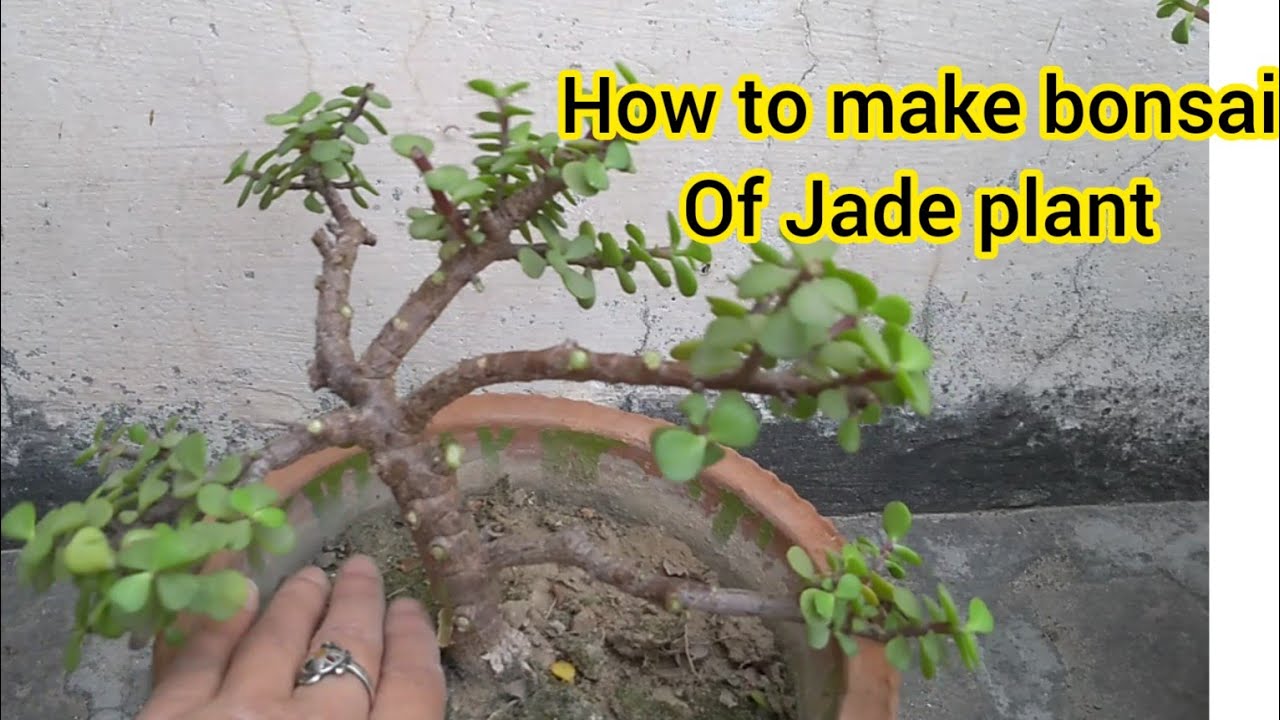 how-to-make-a-jade-plant-s-bonsai-easily-at-home-turn-your-jade-plant