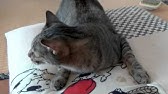 くるねこ くるねこ