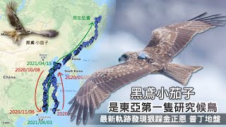 東亞研究第一隻！候鳥黑鳶小茄子追蹤周年北上金正恩普丁地盤 ... 