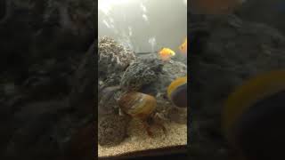 snail releasing trapped air bubble