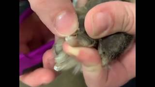 Dog Nail Trim Tutorial