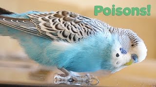 What Foods are Poisonous to Birds? | Budgie Care
