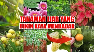 Harganya Jutaan 7 Tanaman Liar Yang Ternyata Bernilai Jual Sangat Tinggi